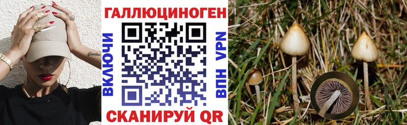 Псилоцибиновые грибы Psilocybe  Советская Гавань 